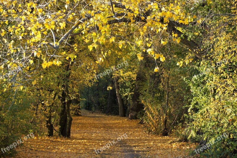 Autumn Yellow Fallen Leaves Colored