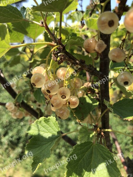 Currant Vitamins Healthy Garden Harvest