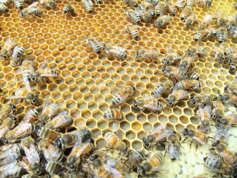 Honey Bee Capped Pollen Worker Wax