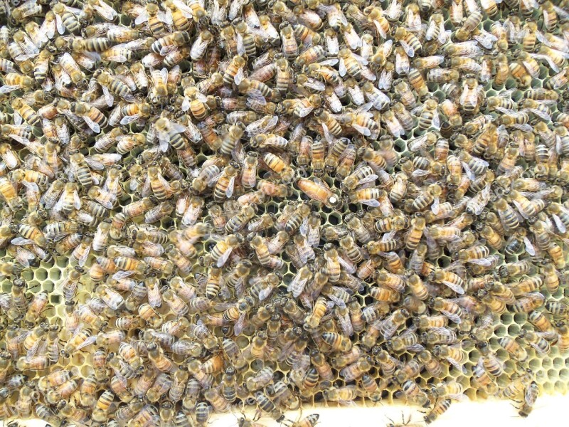 Honey Bee Queen Bee Hive Comb Wax