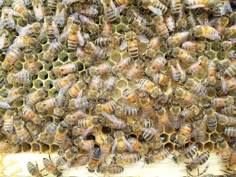 Honey Bee Larvae Frame Beekeeper Free Photos