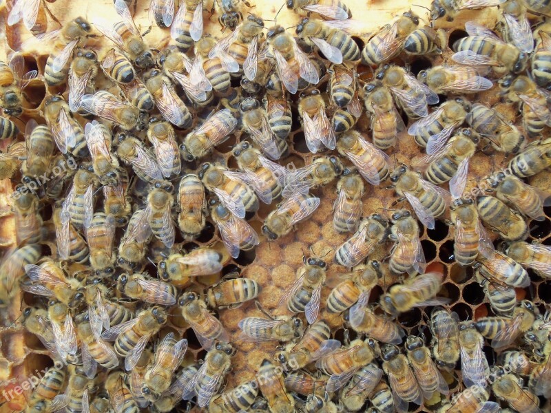 Honey Bee Capped Brood Frame Beekeeper