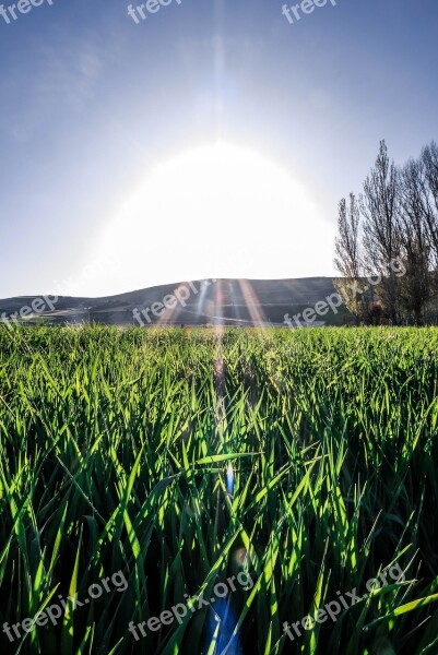 Field Burgos Grass Free Photos