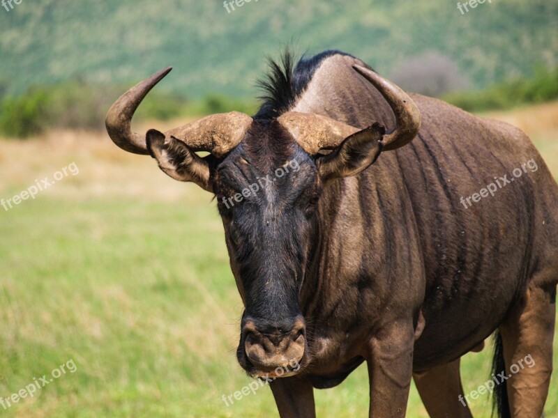 Wildebeest Africa Antelope Free Photos