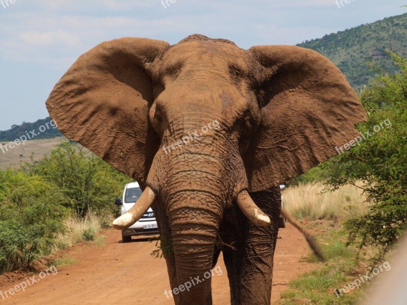 Elephant Safari Fangs Free Photos