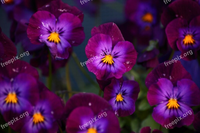 Petunia Purple Plants Violet Flower Blossom