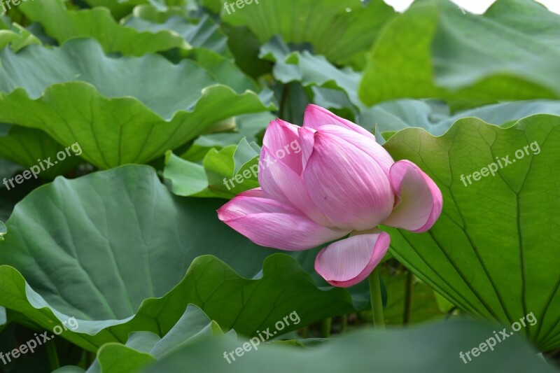 Water Lily Blossom Bloom Pond Nature