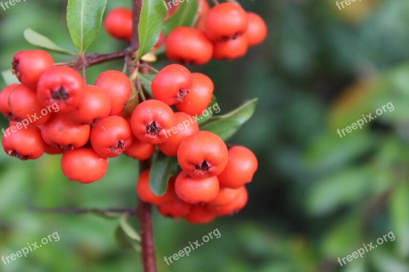 Berry Plant Nature Garden Bush