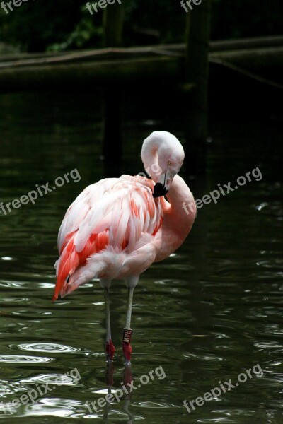 Bird Zoo Flamingo Feather Colorful