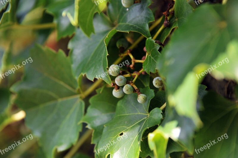 Ivy Plants Green Nature Leaf