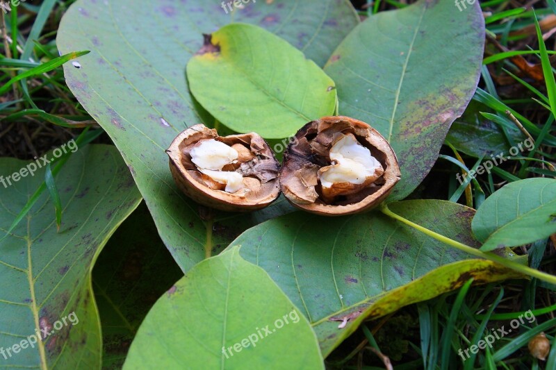 Nut Leaves Nature Leaf Green