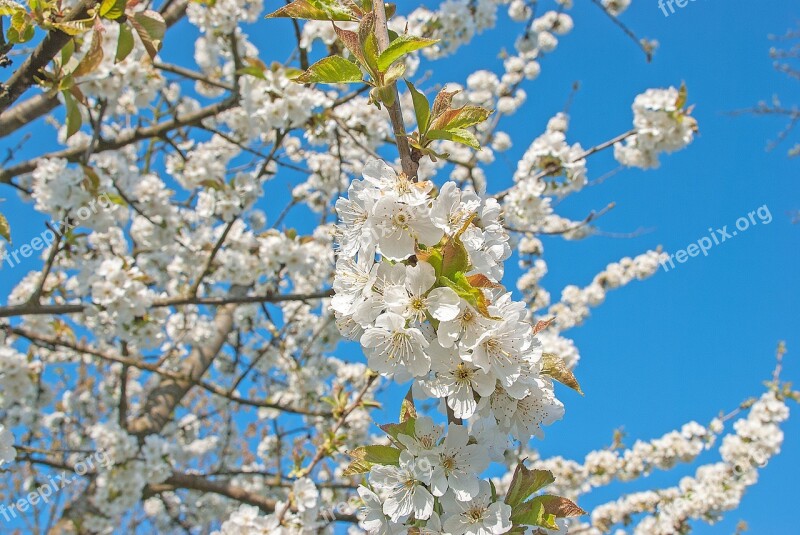 Flowers Cherry Blossom Spring Branch Bloom