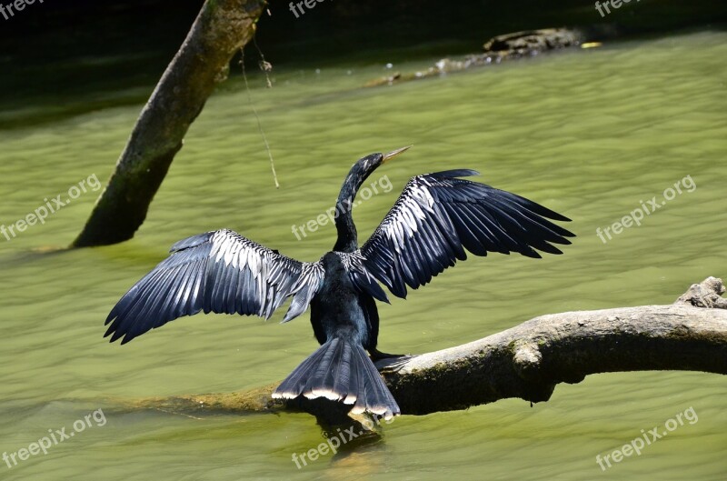 Costa Rica Darter Tortuguero Free Photos