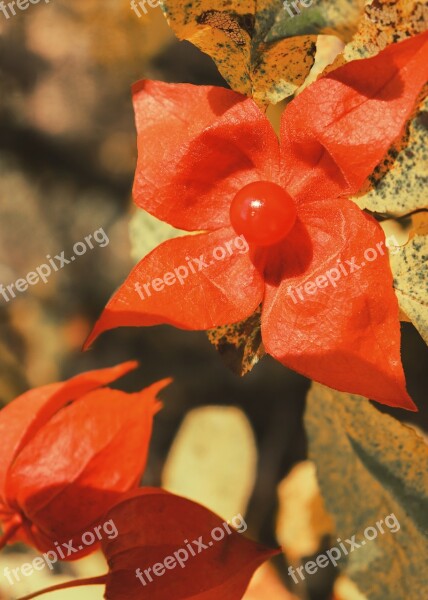 Physalis Flower Berry Red Flower Four Petal Berry