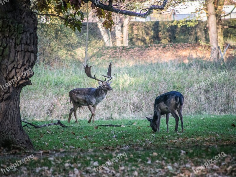 Rut Fallow Deer Animals Antlers Nature