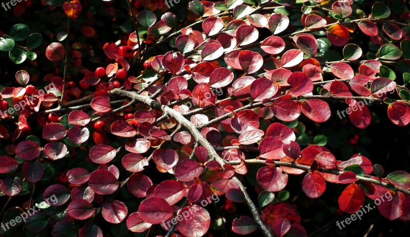 Cotoneaster Bush Foliage Red Autumn