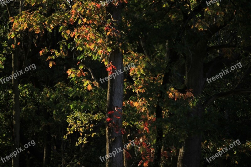 Autumn Color Forest Colorful Sheet