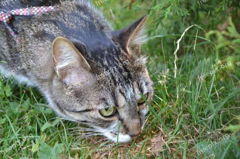 Cat Hunting Lurking Pet Free Photos