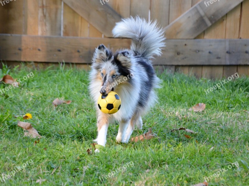 Dog Bitch Bitch Shetland Sheepdog Dog Shetland Sheepdog Nobility Female Young Dog