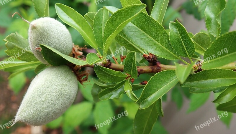 Almond Tree Spring New Growth Garden