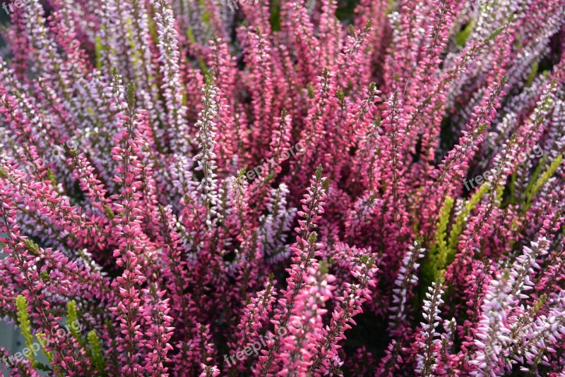 Heather Swamp Flower Heathers Nature