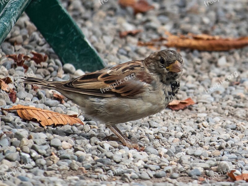 Sparrow Sperling Bird Animal Animal World