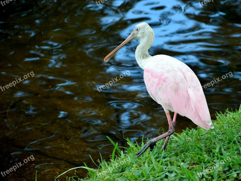 Spoonbill Tropical Bird Pink Color Nature