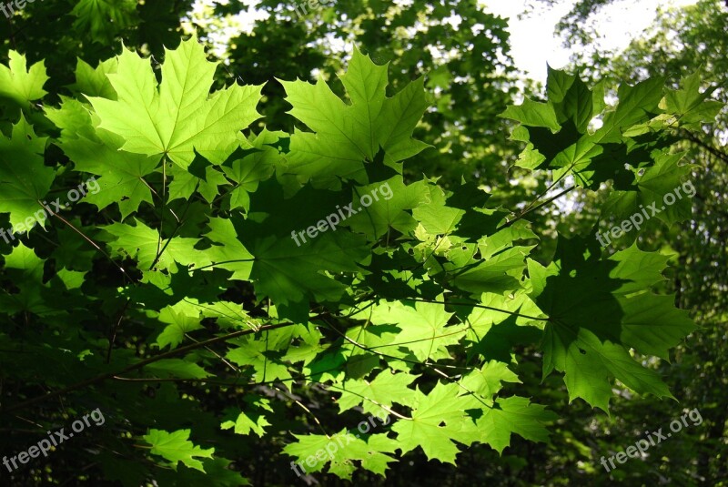 Leaves Canopy Green Branches Forest