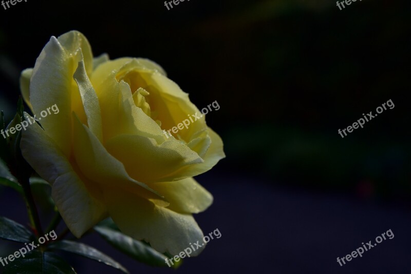 Rose Yellow Blossom Bloom Flower