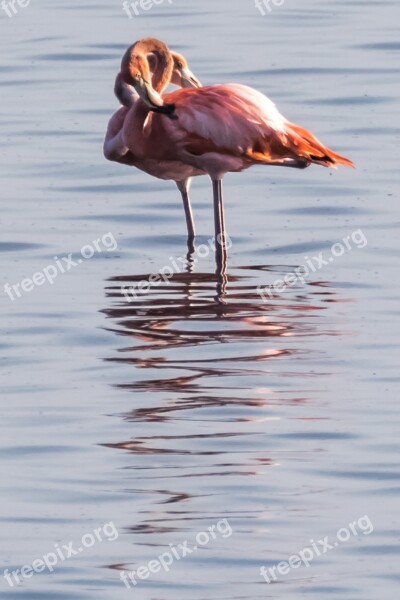 Lovebirds Cuba Cayo Santa Maria Flamingo Bird