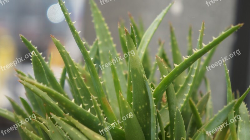 Aloe Vera Plant Aloe Vera Succulent