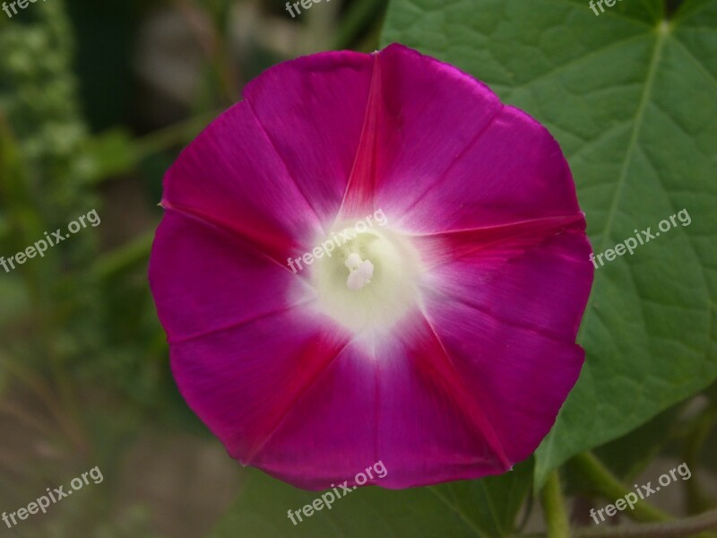 Petunia Flower Bell Campanula Lilac