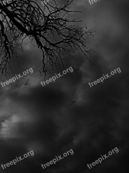 Branches Clouds Mystery Terror Symbol