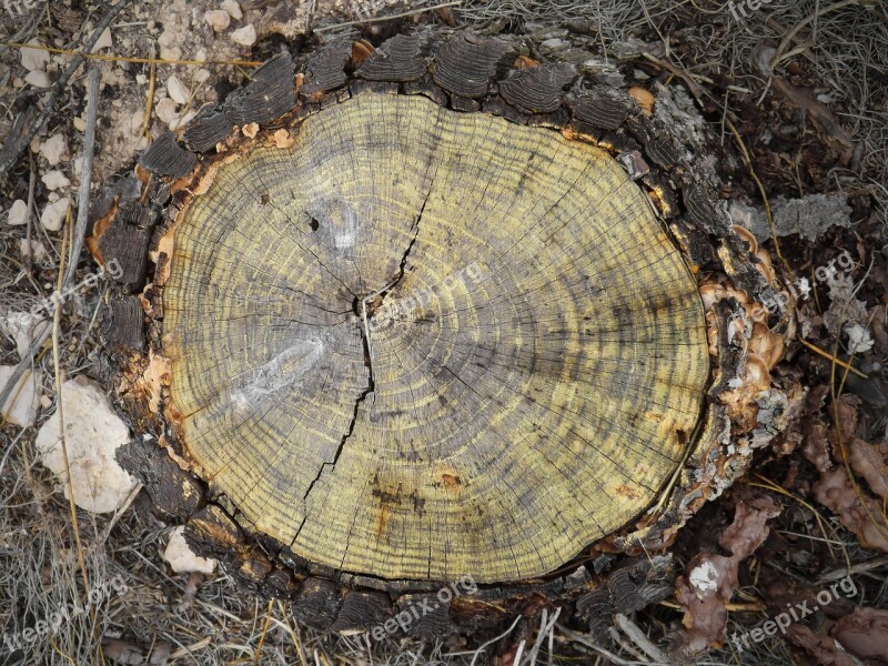 Trunk Cross-section Rings Age Pine