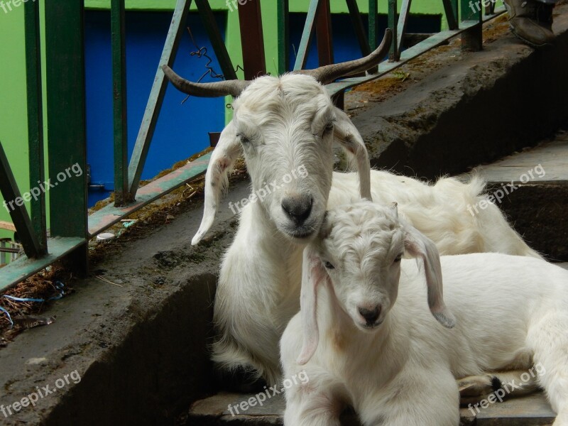 Goats Baby Goat Animals Parenting Purity