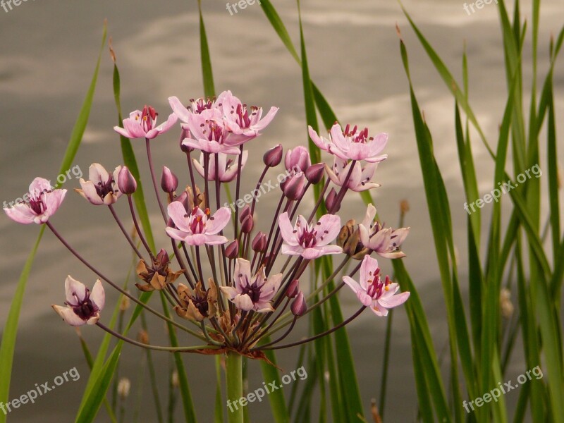 Water Viole Flower Cottbus Spreeauenpark Free Photos