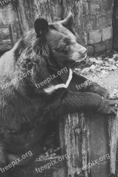 Bear Captivity Black And White Fence Zoo