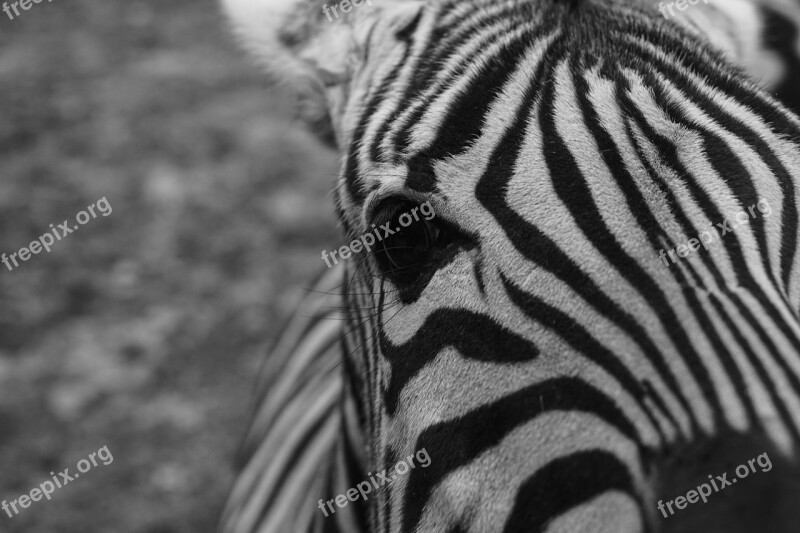 Zebra Captivity Black And White Fence Zoo