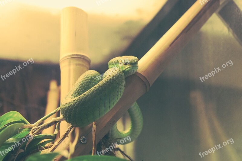 Snake Green Captivity Sad Reptile