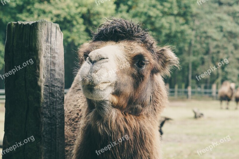 Camel Captivity Wood Brown Fluffy