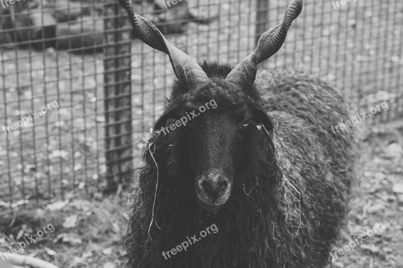 Sheep Black Horns Black Sheep Wool