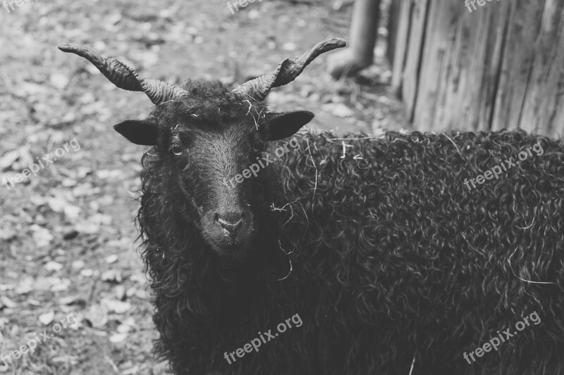 Sheep Black Horns Black Sheep Wool