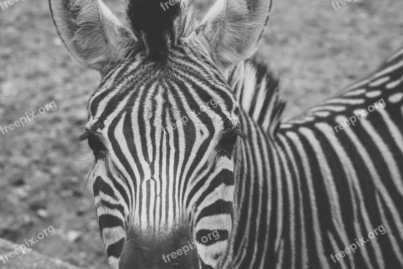 Zebra Captivity Black And White Stripes Fence