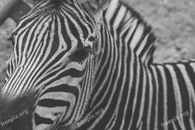 Zebra Captivity Black And White Stripes Fence