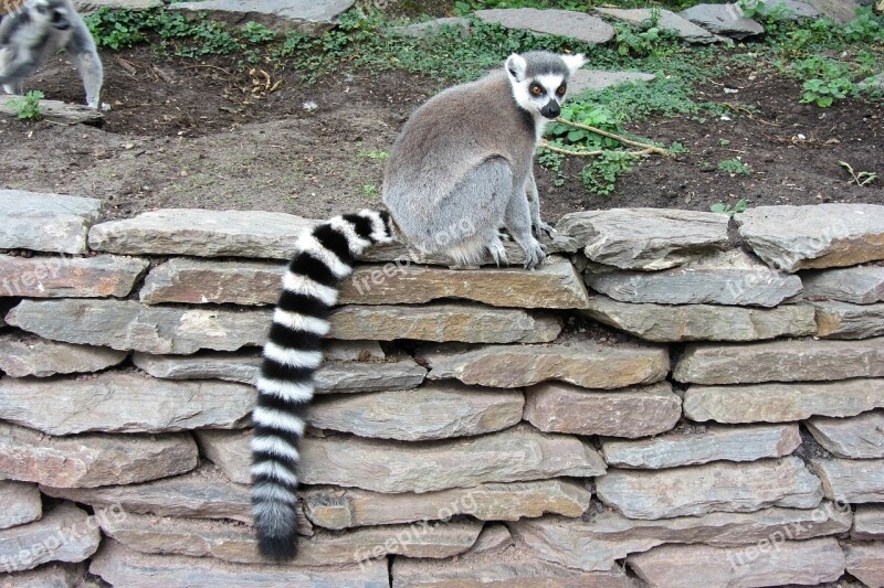 Ring-tailed Lemur Long Tail Monkey Black White Striped