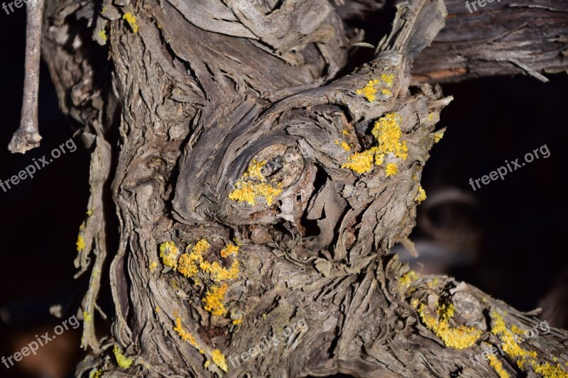 Wood Gnarled Old Tree Structure