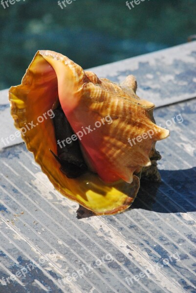 Seashell Carribean Conch Mollusk Free Photos