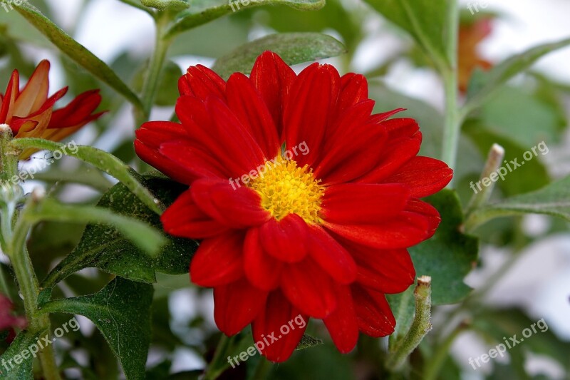 Red Daisy Flower Garden Nature Red Flower