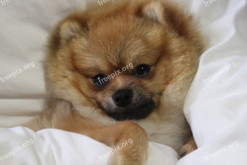 Pomeranian Spitz Miniature Misiek God The Bed