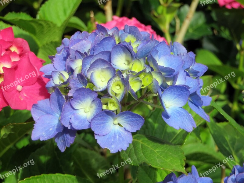 Hydrangea Blue Hydrangea Macrophylla Flowering Purple Flowers